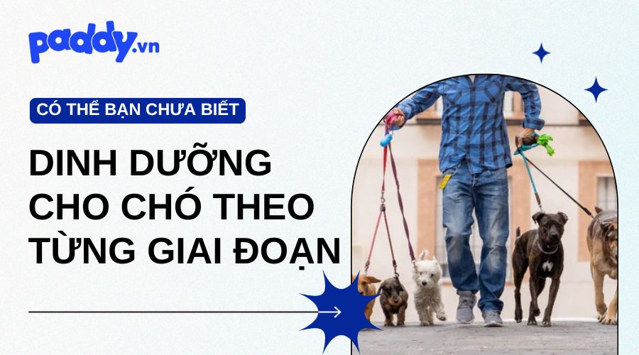 nhu cầu dinh dưỡng của chó theo từng giai đoạn