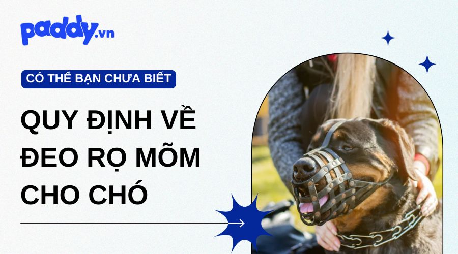 Quy định về đeo rọ mõm cho chó chủ nuôi cần phải biết
