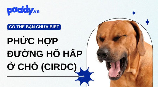 Phức Hợp Đường Hô Hấp Truyền Nhiễm Ở Chó (CIRDC)