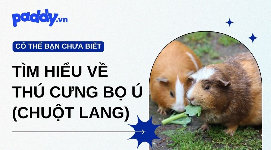 Tìm Hiểu Về Thú Cưng Bọ Ú: Cách Nuôi Và Cách Làm Chuồng