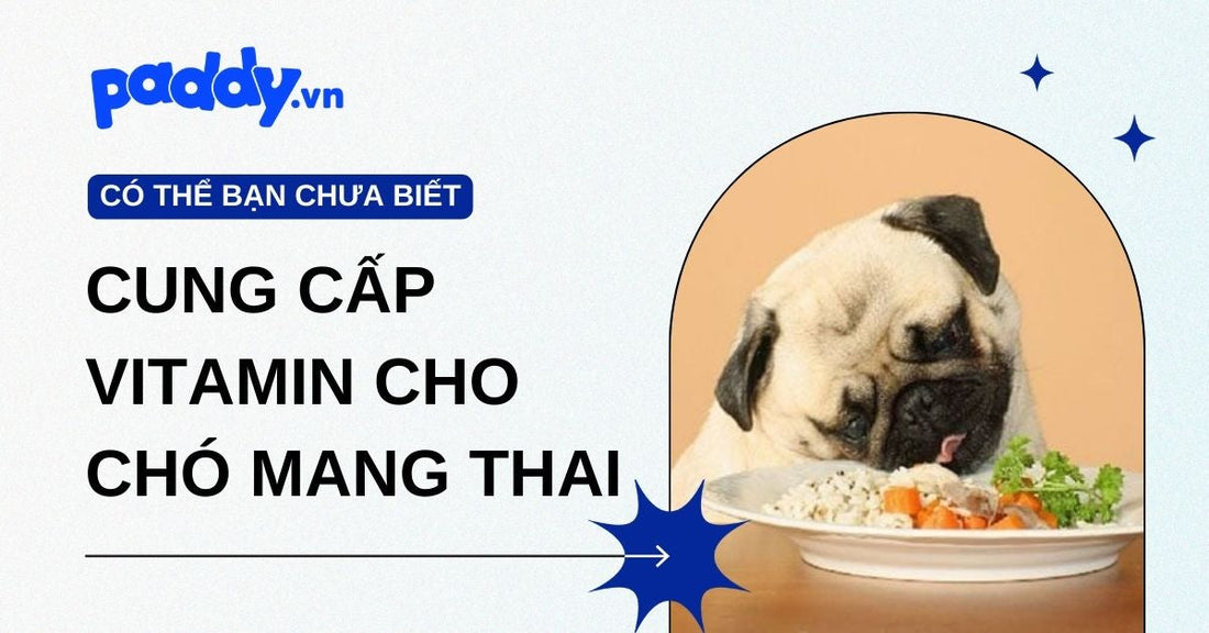 Cần cung cấp vitamin cho chó mang thai và cho chó bú nào? Những điều bạn cần biết khi chăm sóc chó mang thai