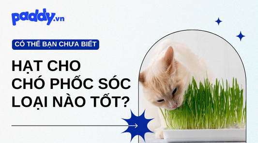 Cỏ Mèo, Cỏ Lúa Mì Là Gì Và Có Tác Dụng Như Thế Nào? - Paddy Pet Shop