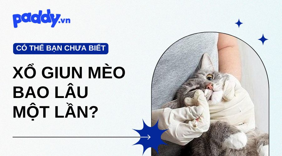 Bao Lâu Nên Xổ Giun Cho Mèo Một Lần? - Paddy Pet Shop