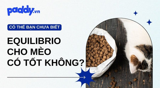 Hạt Equilibrio Cho Mèo Có Tốt Không? - Paddy Pet Shop