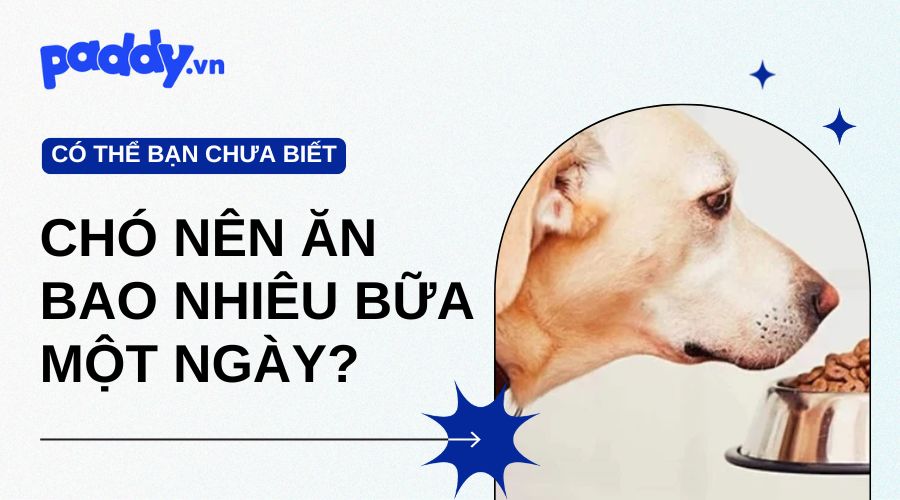 Chó Nên Ăn Bao Nhiêu Bữa Một Ngày