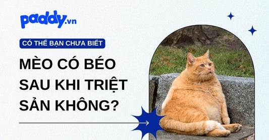 Mèo có béo lên sau khi triệt sản không? Nguyên nhân, cách kiểm soát và duy trì cân nặng lý tưởng