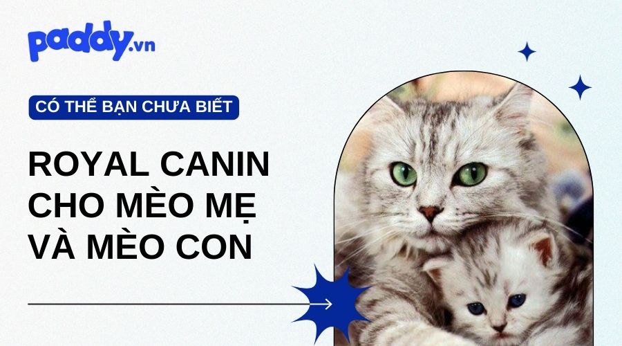 Top 3 Sản Phẩm Thức Ăn Cho Mèo Mẹ Và Mèo Con - Royal Canin Baby Cat - Paddy Pet Shop