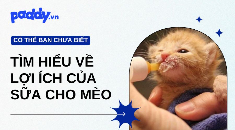 Tìm hiểu về lợi ích của sữa cho mèo