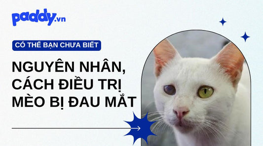 Nguyên Nhân Nào Khiến Mèo Bị Đau Mắt Và Cách Điều Trị Hiệu Quả Nhất - Paddy Pet Shop