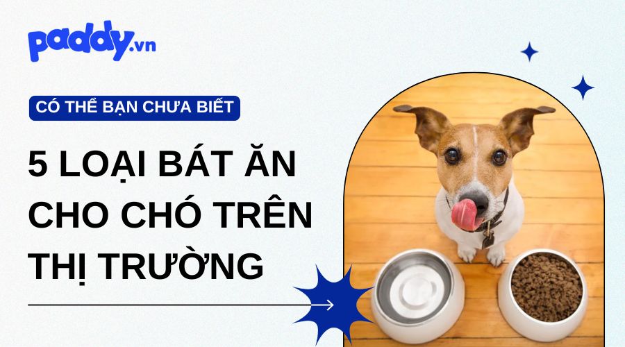 Top 5 loại bát ăn cho chó trên thị trường