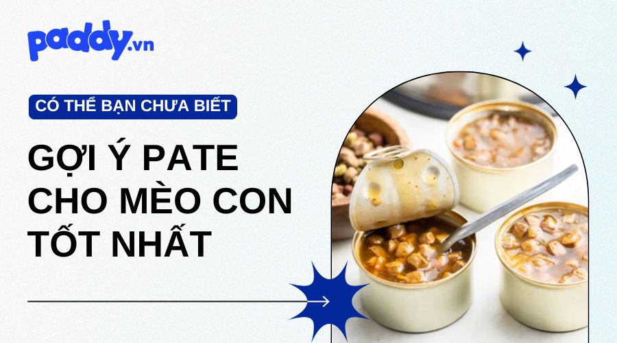 Các loại pate cho mèo con