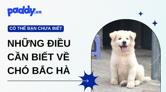 Những điều cần biết về giống chó Bắc Hà