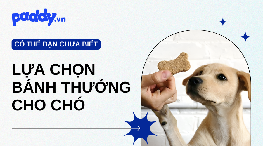 Lựa chọn Snack bánh thưởng cho chó - Paddy Pet Shop