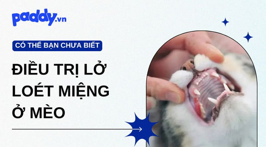 Lở Loét Miệng Ở Mèo – Nguyên Nhân Và Cách Điều Trị Hiệu Quả