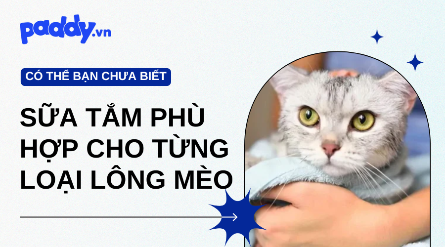 Gợi Ý Các Loại Sữa Tắm Phù Hợp Cho Từng Loại Lông Mèo