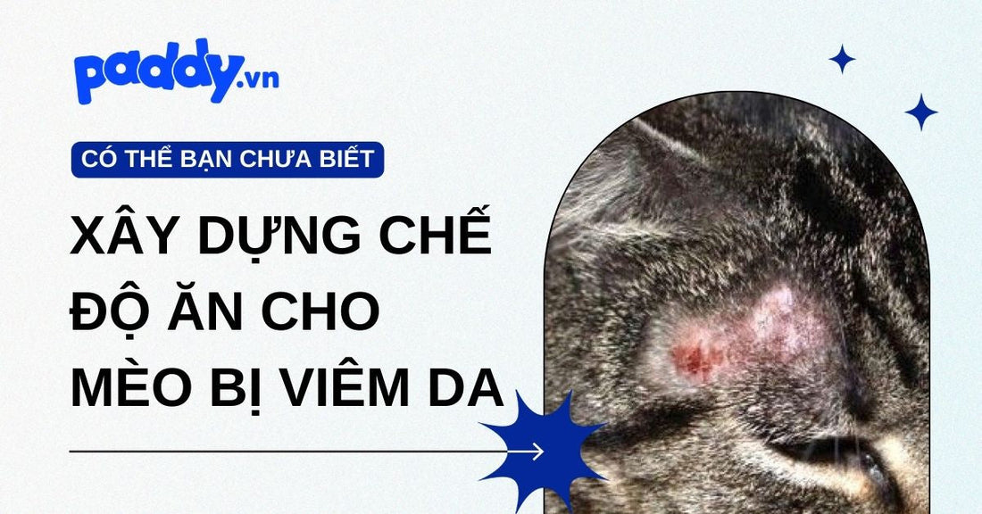 Mèo bị viêm da và cách để xây dựng một chế độ ăn cho mèo bị viêm da