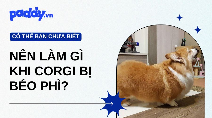 Nên Làm Gì Khi Corgi Bị Béo Phì?