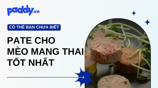 pate cho mèo mang thai