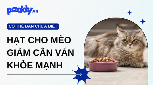 Hạt cho mèo giảm cân - Bí quyết giữ dáng và khỏe mạnh cho boss lười vận động