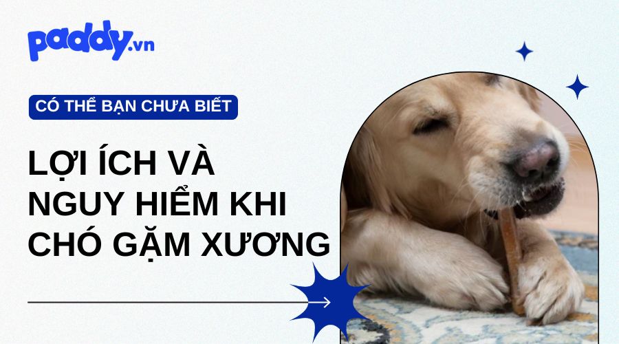 Lợi Ích Và Nguy Hiểm Khi Cho Chó Gặm Xương