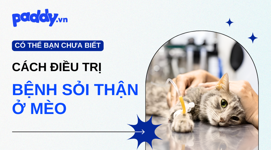 Sỏi Thận Ở Mèo: Nguyên Nhân, Triệu Chứng Và Cách Điều Trị Hiệu Quả