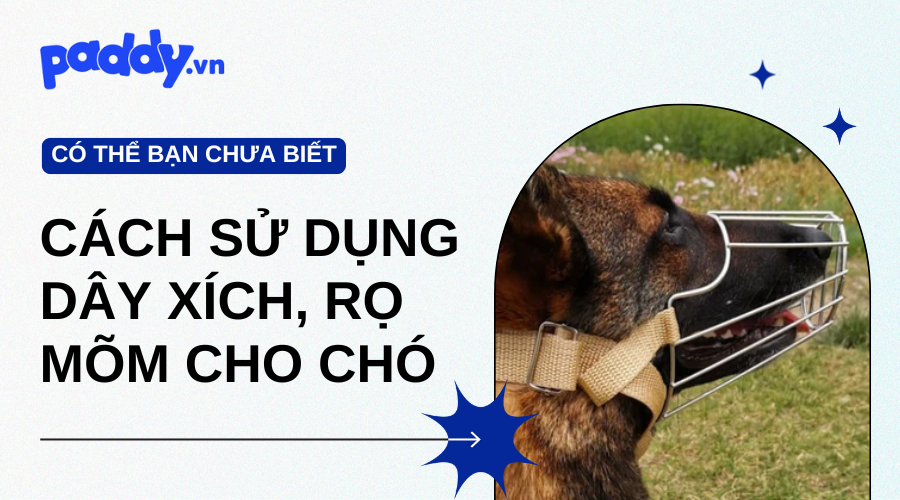 Cách sử dụng dây xích, rọ mõm an toàn cho chó