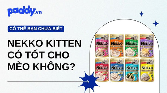 Pate Nekko Kitten Có Thật Sự Tốt Cho Mèo Không? - Paddy Pet Shop