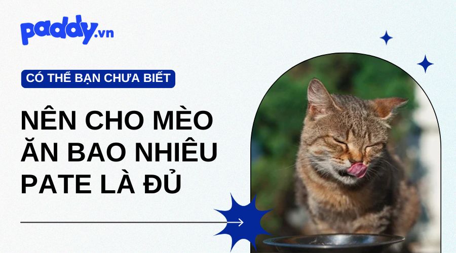 Nên Cho Mèo Ăn Bao Nhiêu Pate Là Đủ