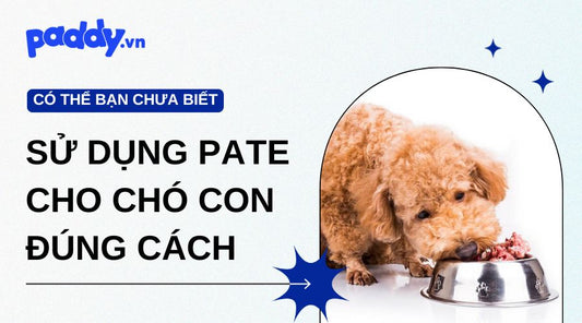 Cách sử dụng pate cho chó con đúng cách – Ăn ngon, lớn khỏe, không lo rối loạn tiêu hóa