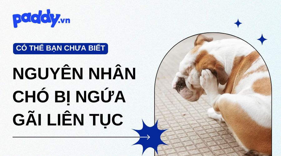 Chó Bị Ngứa Gãi Liên Tục: Nguyên Nhân Và Cách Điều Trị