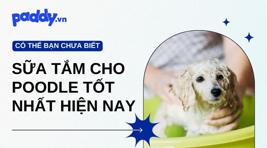 Tổng Hợp Những Loại Sữa Tắm Cho Poodle Tốt Nhất Hiện Nay - Paddy Pet Shop