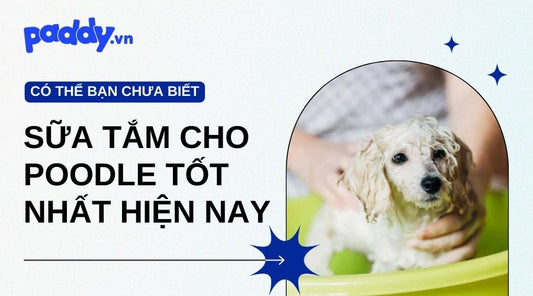 Tổng Hợp Những Loại Sữa Tắm Cho Poodle Tốt Nhất Hiện Nay - Paddy Pet Shop