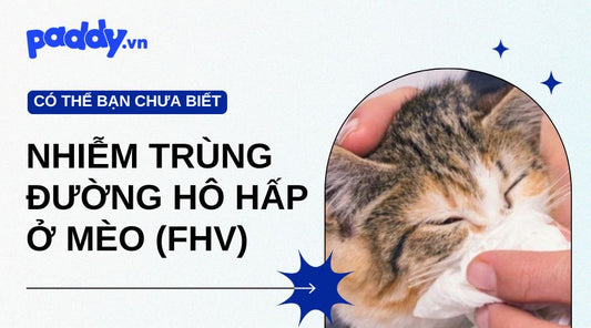 Bệnh Nhiễm Trùng Đường Hô Hấp Ở Mèo (FHV) Là Gì?