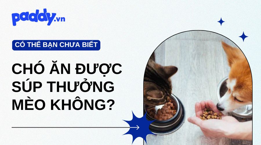 Chó Có Ăn Được Súp Thưởng Cho Mèo Không?