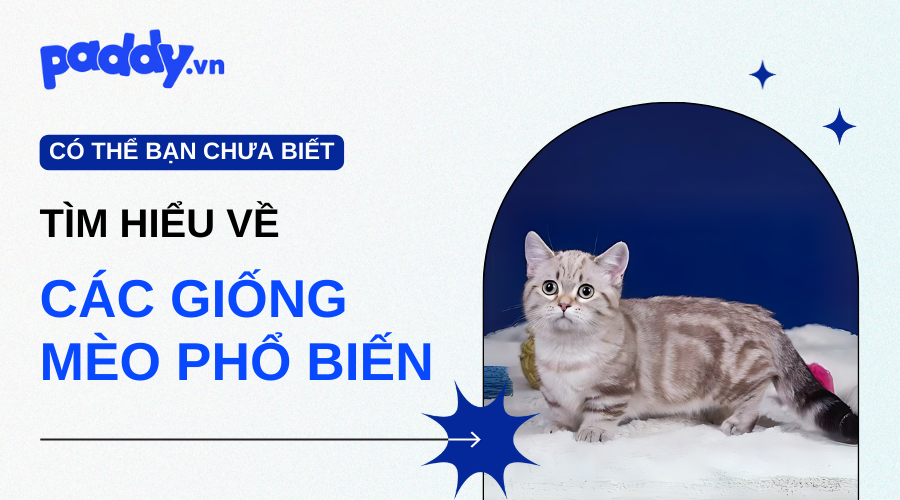 Các giống mèo được yêu thích ở Việt Nam - Paddy Pet Shop