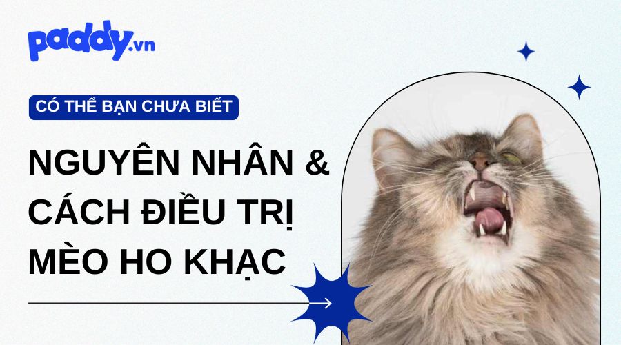 Mèo hay ho khạc: nguyên nhân và cách điều trị hiệu quả
