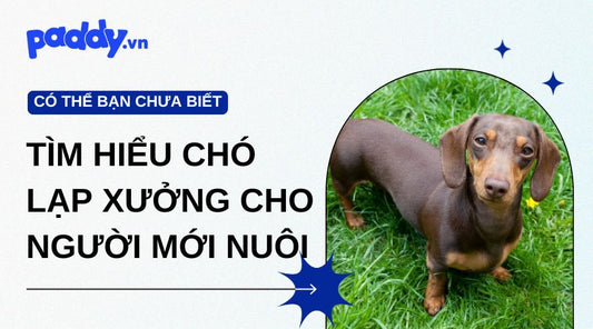 Tìm hiểu giống chó Lạp Xưởng từ A-Z cho người mới nuôi