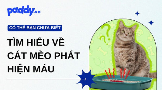 Tìm hiểu về cát mèo phát hiện máu – Phát hiện bệnh sớm, an tâm hơn khi nuôi mèo