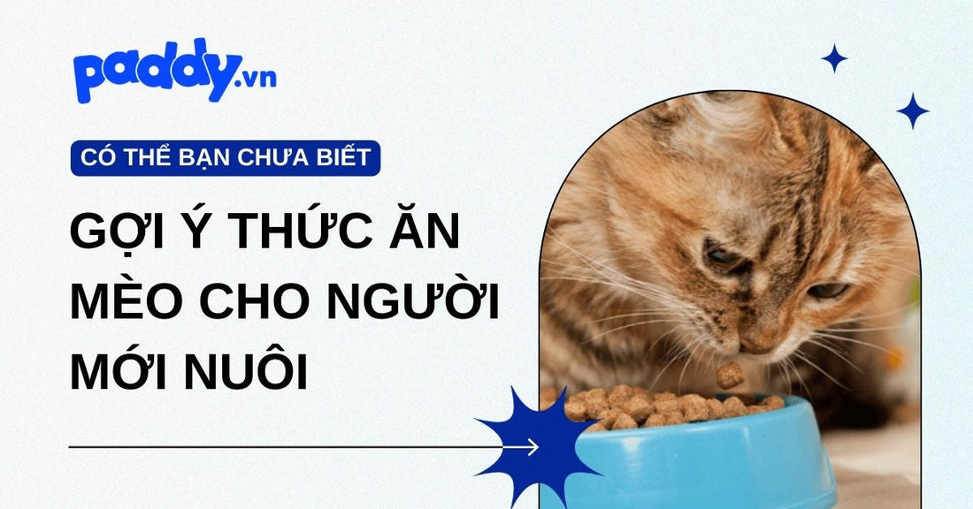Nên mua loại thức ăn mèo nào? Gợi ý cho người mới nuôi hiệu quả