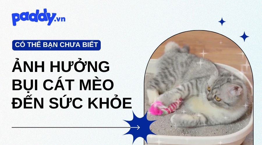 Ảnh hưởng của bụi cát mèo đến sức khỏe