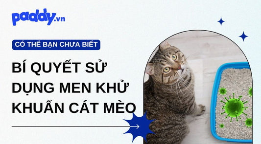 Bí Quyết Sử Dụng Men Khử Khuẩn Cát Mèo Hiệu Quả