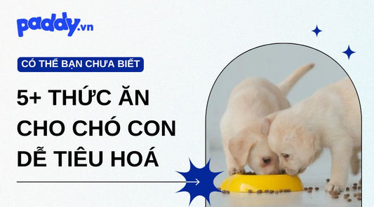 Bật mí 5+ thức ăn cho chó con dễ tiêu hoá