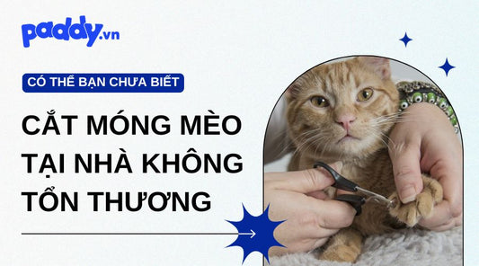 Hướng dẫn cắt móng cho mèo không gây tổn thương tại nhà