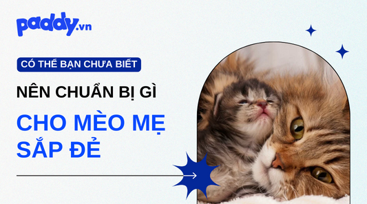 Cần Chuẩn Bị Gì Cho Mèo Đẻ "Mẹ Tròn Con Vuông" - Paddy Pet Shop