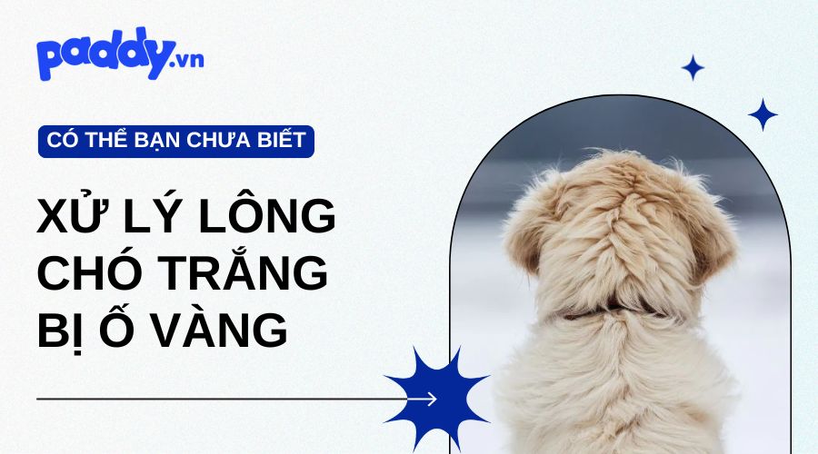 Top Cách Xử Lý Lông Chó Trắng Bị Ố Vàng