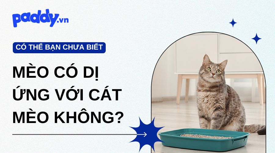 Mèo có dị ứng với cát mèo không? Dấu hiệu và cách xử lý hiệu quả