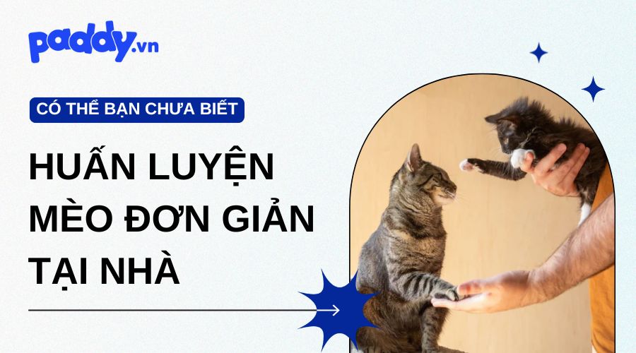 Các Bài Huấn Luyện Mèo Đơn Giản Tại Nhà
