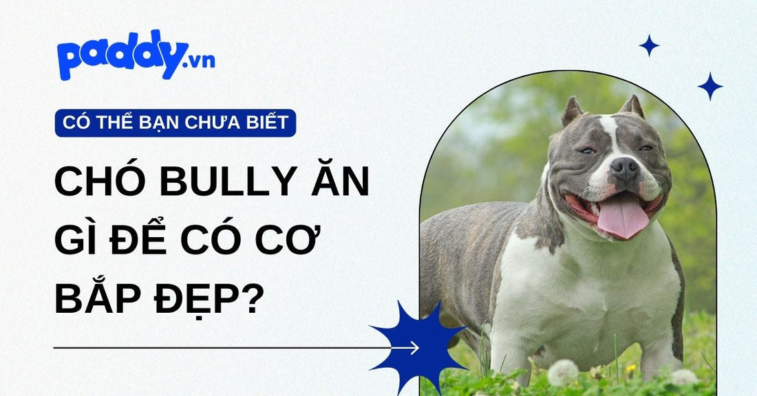 Chó Bully ăn gì để có cơ bắp đẹp? Chế độ dinh dưỡng giúp Bully vạm vỡ, săn chắc