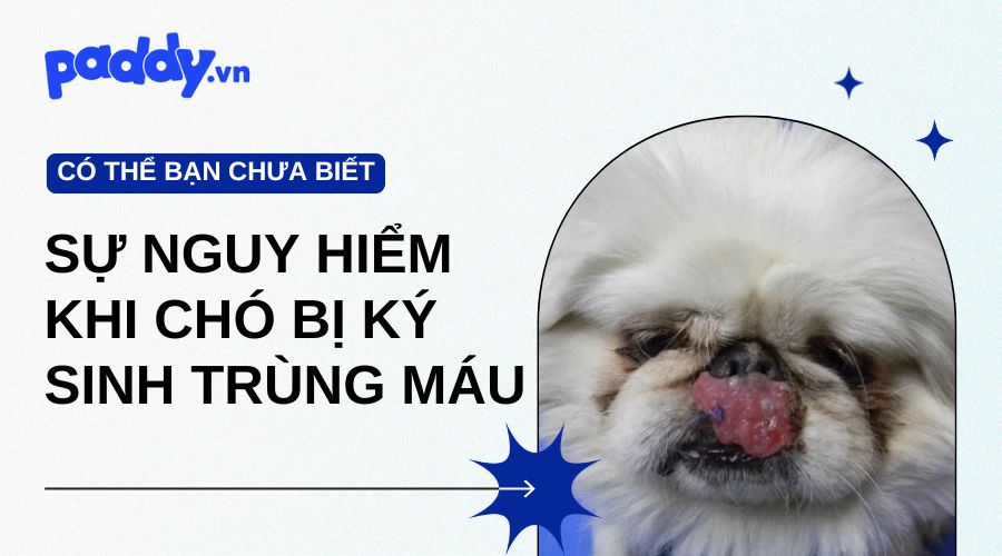 Bệnh Ký Sinh Trùng Máu Ở Chó Nguy Hiểm Như Thế Nào? - Paddy Pet Shop