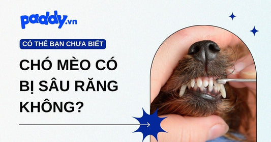 Chó mèo có bị sâu răng không? Cách để chó mèo tránh bị sâu răng